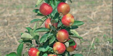 Stubčasta ogrlica od stabla jabuke moskva (x-2): opis, oprašivači, fotografije i recenzije